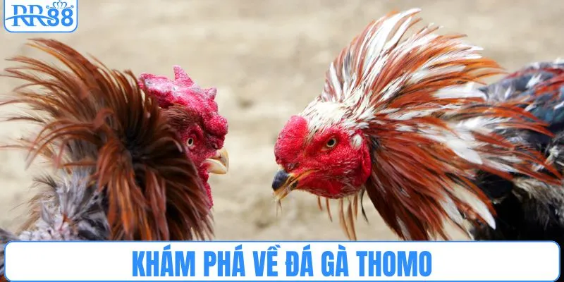 Khám phá về đá gà Thomo